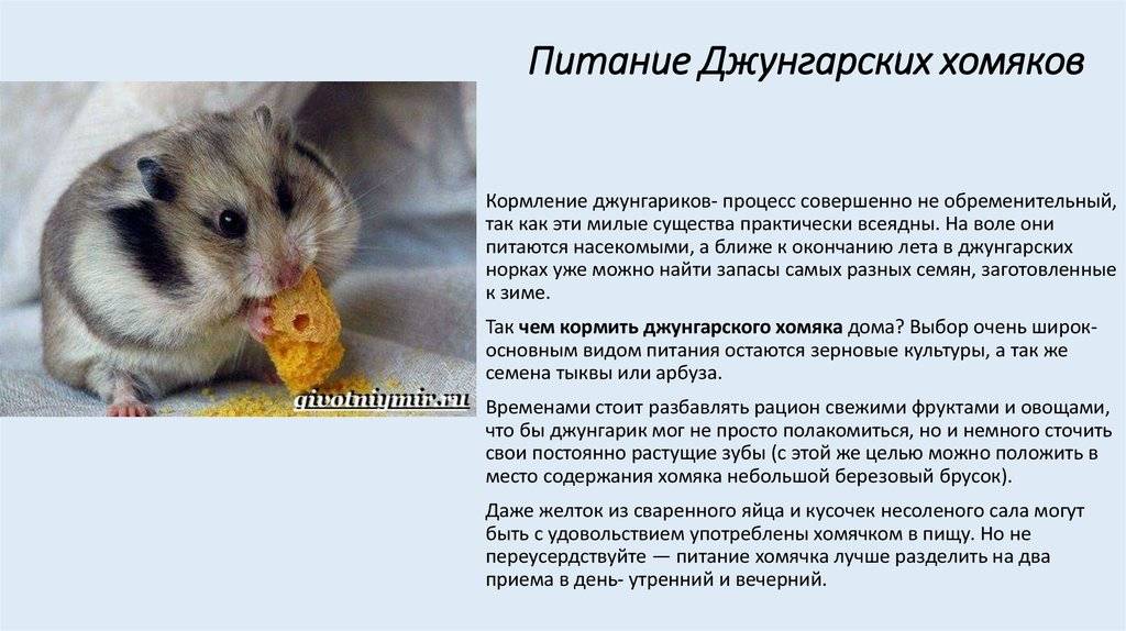 Сколько живут домашние крысы