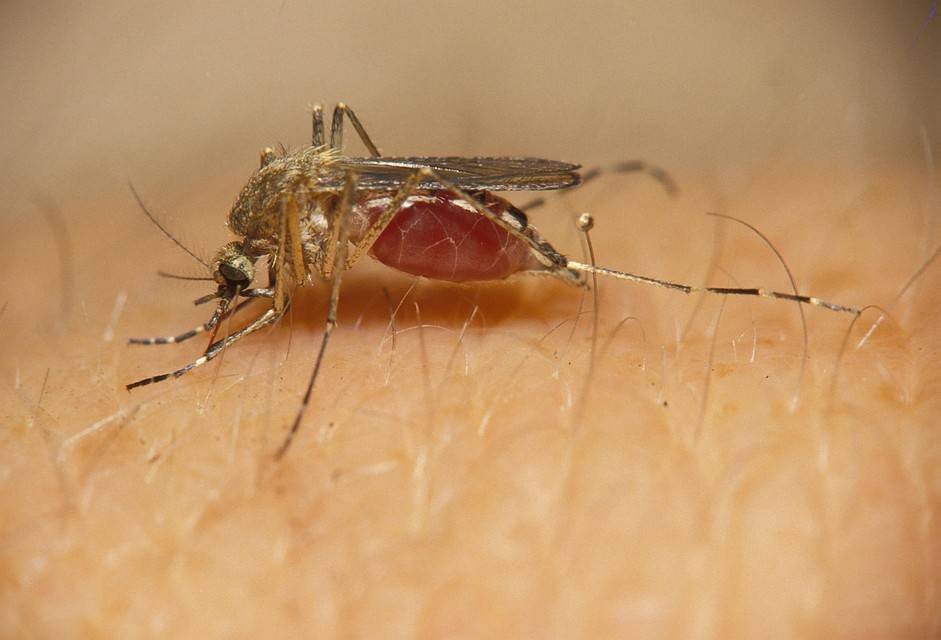 Москиты: фото и описание опасного человеческого врага. чем отличаются москиты от комаров как выглядят москиты