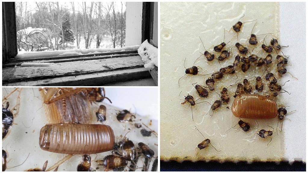 Холодных и горячий туман от тараканов: как уничтожает и как обрабатывать?