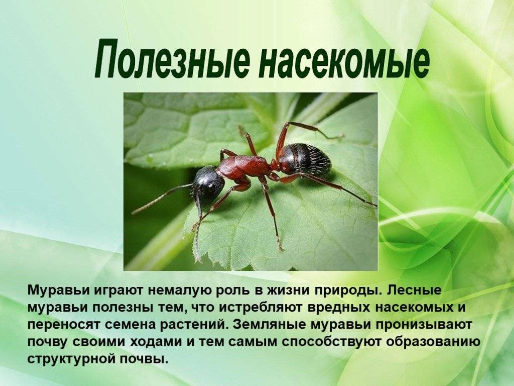 Значение муравьев в природе: польза, вред и лечение русский фермер