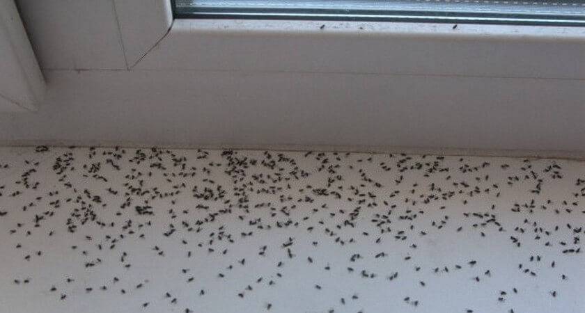 Откуда берутся мухи в закрытом помещении