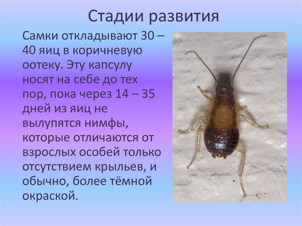 Виды тараканов, образ жизни, среда обитания и поведение
