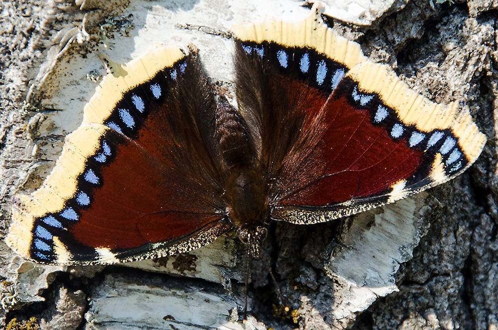 Бабочка: описание, повадки, места обитания, видео, фото