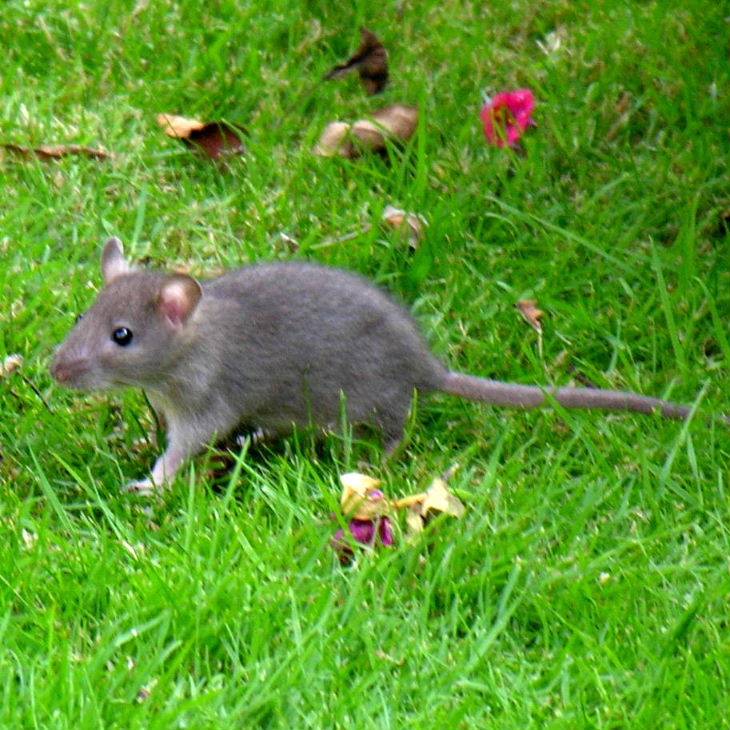 Дикие крысы - фото и описание