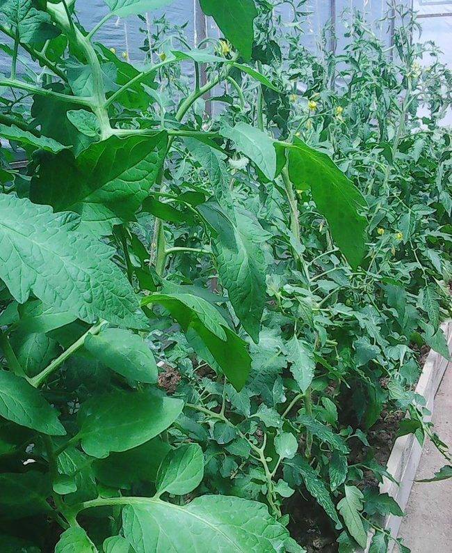 Белокрылка на помидорах в теплице: на томатах как избавиться, борьба и методы
