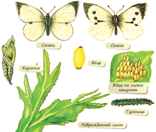 Описание капустной белянки, борьба с гусеницами бабочки капустницы