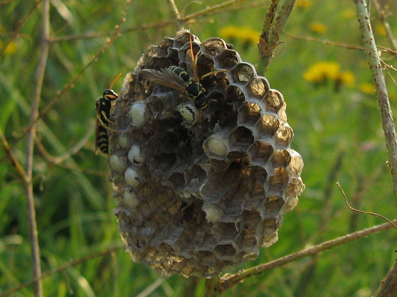 Осиное гнездо. из чего осы делают гнезда: какие строительные материалы используют насекомые?