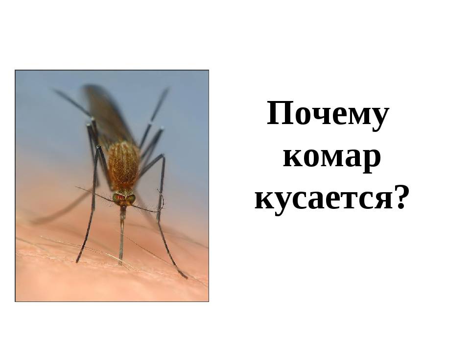Почему укус комара. Комар.
