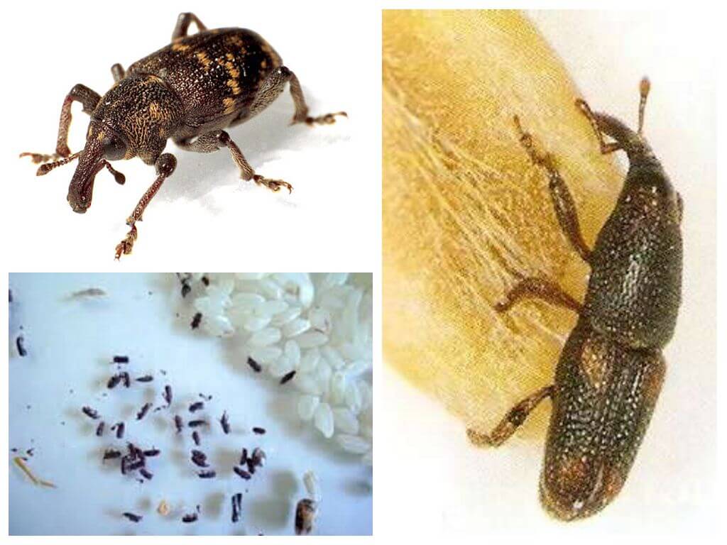 Как избавиться от жуков кожеедов в квартире: эффективные способы