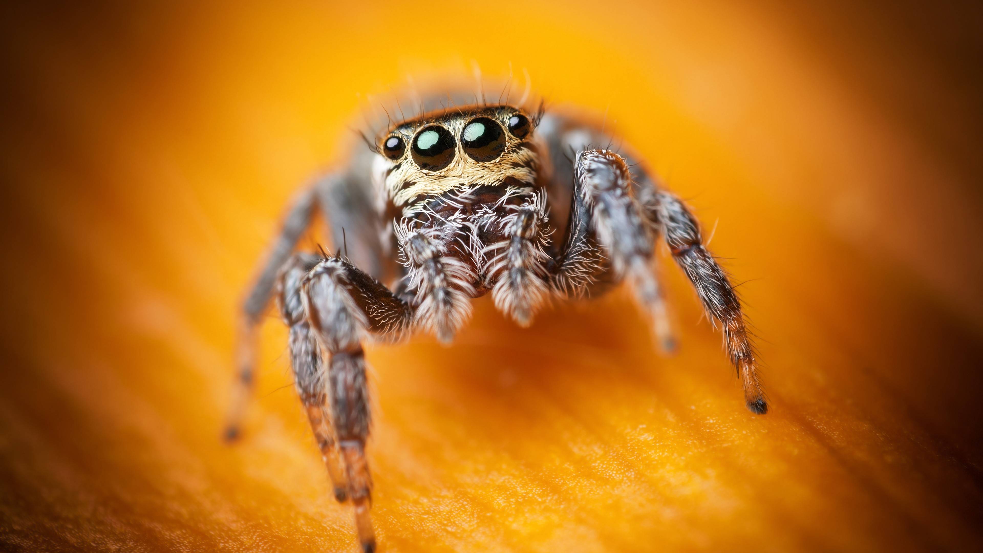 Пауки-скакуны (паук-скакунчик) – фото и описание