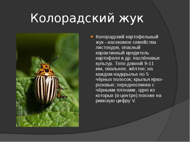 Колорадский жук - история, описание вида, среда обитания, образ жизни, и как бороться с вредителем