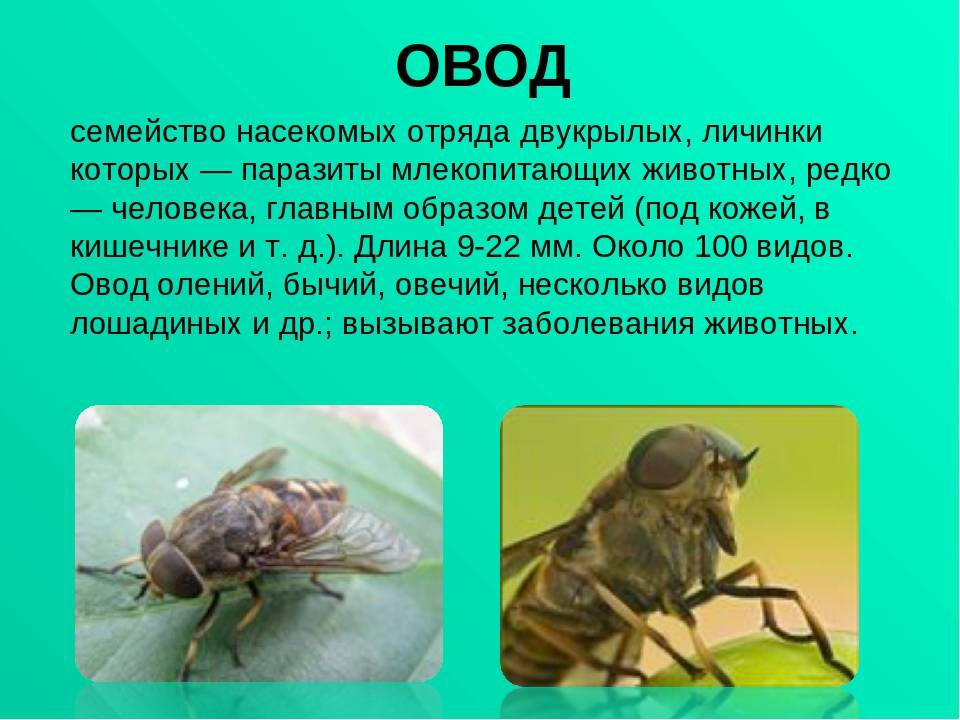 Овод: фото насекомого, чем опасна укус овода для человека