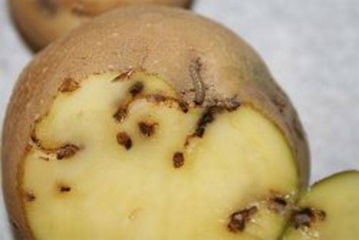 Вред от картофельной моли и способы борьбы с нею