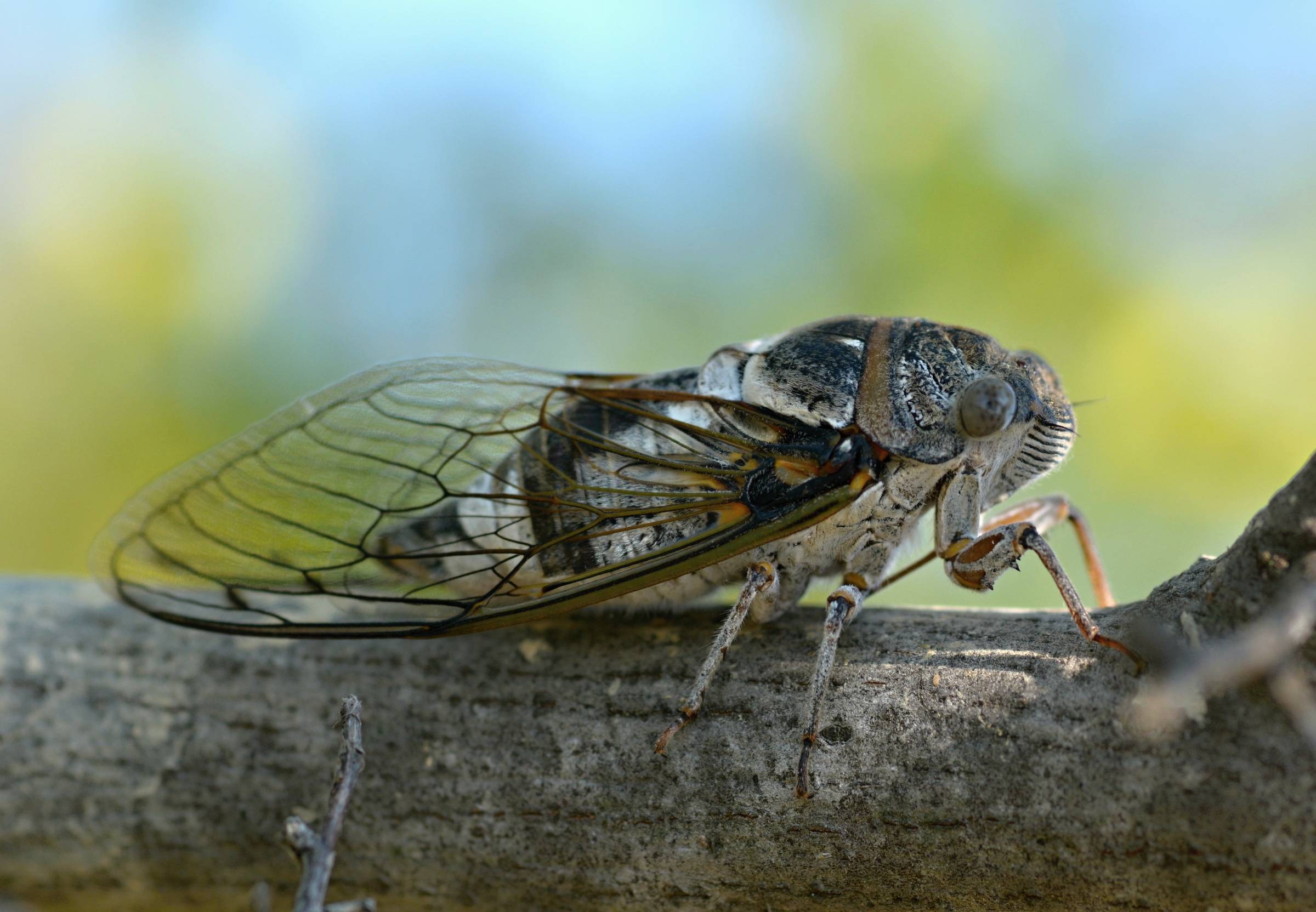 Цикада насекомое. описание, особенности, виды, образ жизни и среда обитания цикады