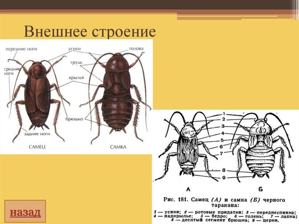 Сколько ног у таракана? виды тараканов: названия, фото, строение | zdavnews.ru