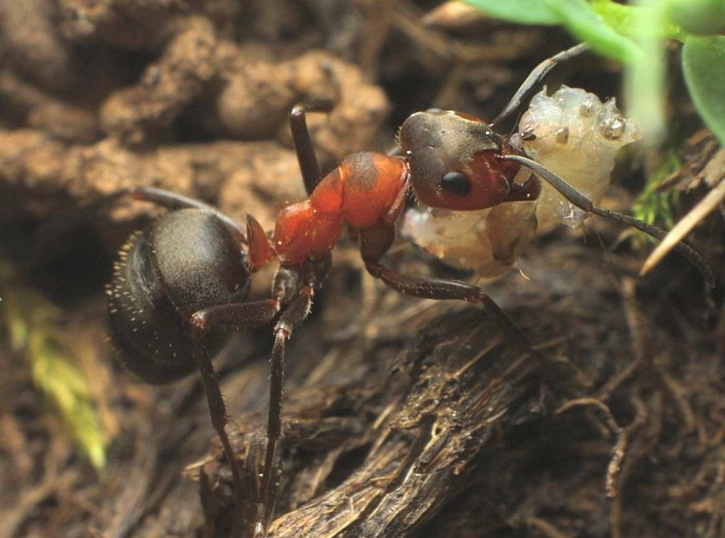 Рыжие лесные муравьи на даче вред или польза