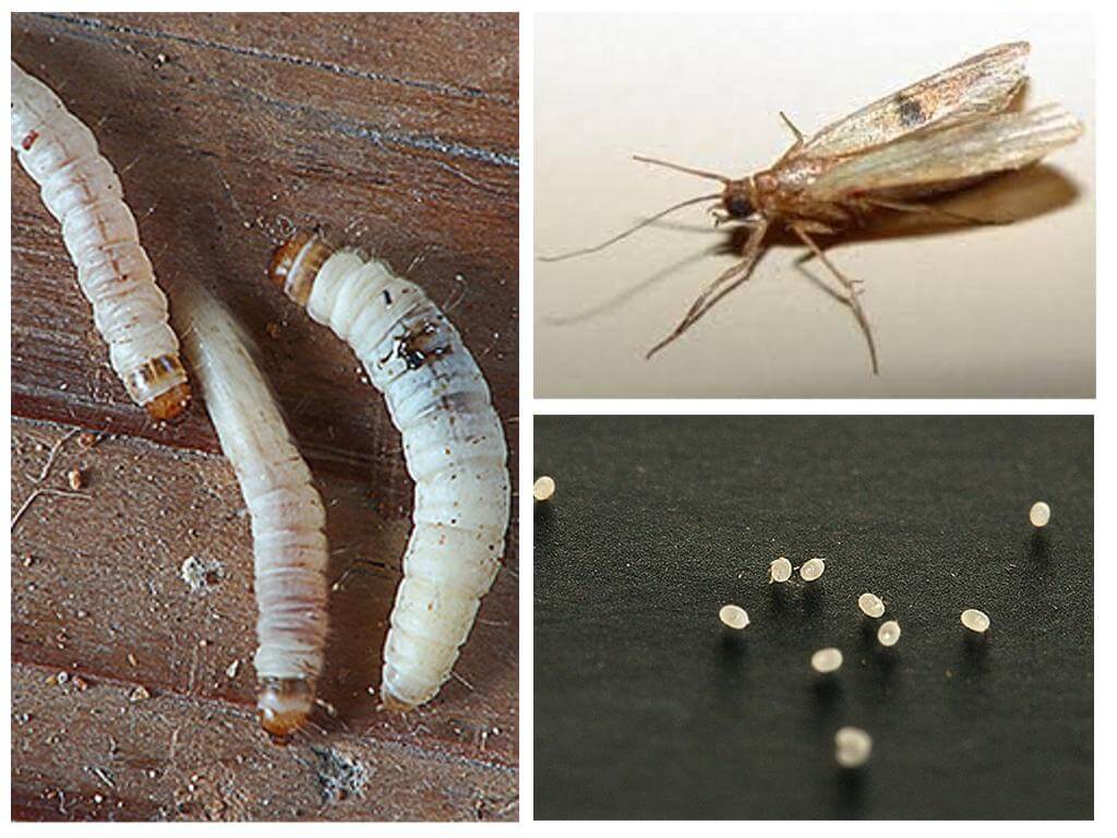 Личинки мошек и взрослые особи в квартире: виды, что едят и как бороться
