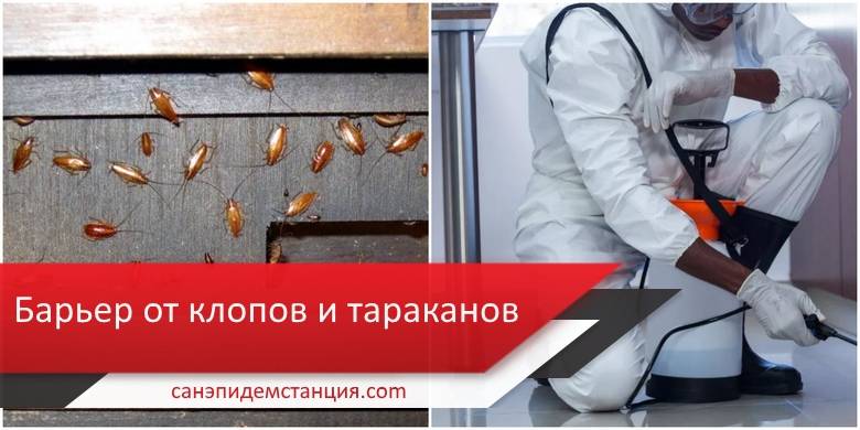 Дезинфекция от тараканов: подготовка и проведение уничтожения
