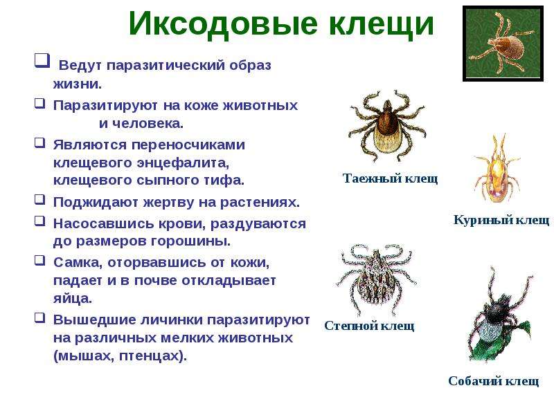 Самые опасные насекомые – dez service