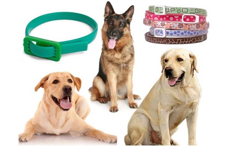 Ошейники для собак от блох и клещей: виды, характеристики, как выбрать, преимущества и недостатки