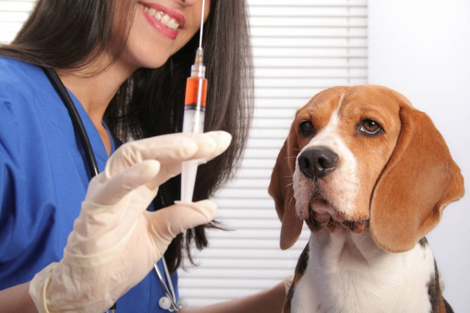 Прививка для собак от блох и клещей - отзывы о вакцинах и уколах