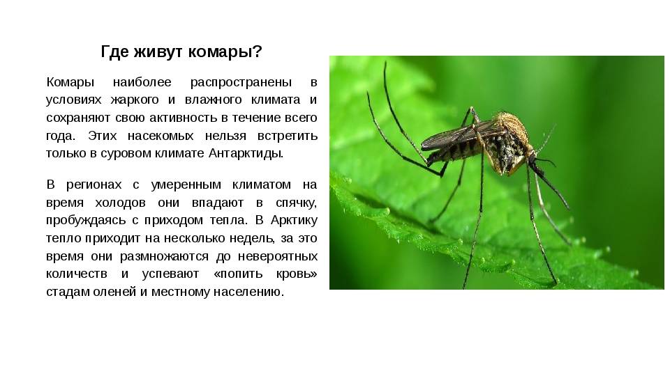 Комаров погуляет. Где живут комары. Место обитания комара. Сколько живут комары. Образ жизни комара.