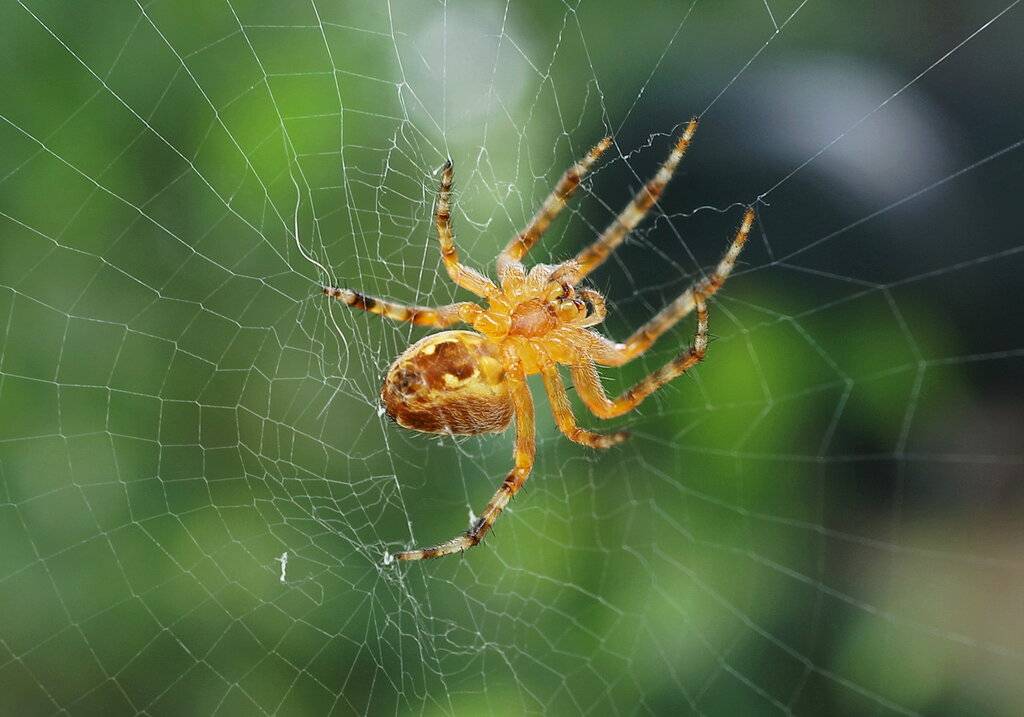 Ядовитые пауки россии — описание, фото, последствия укуса