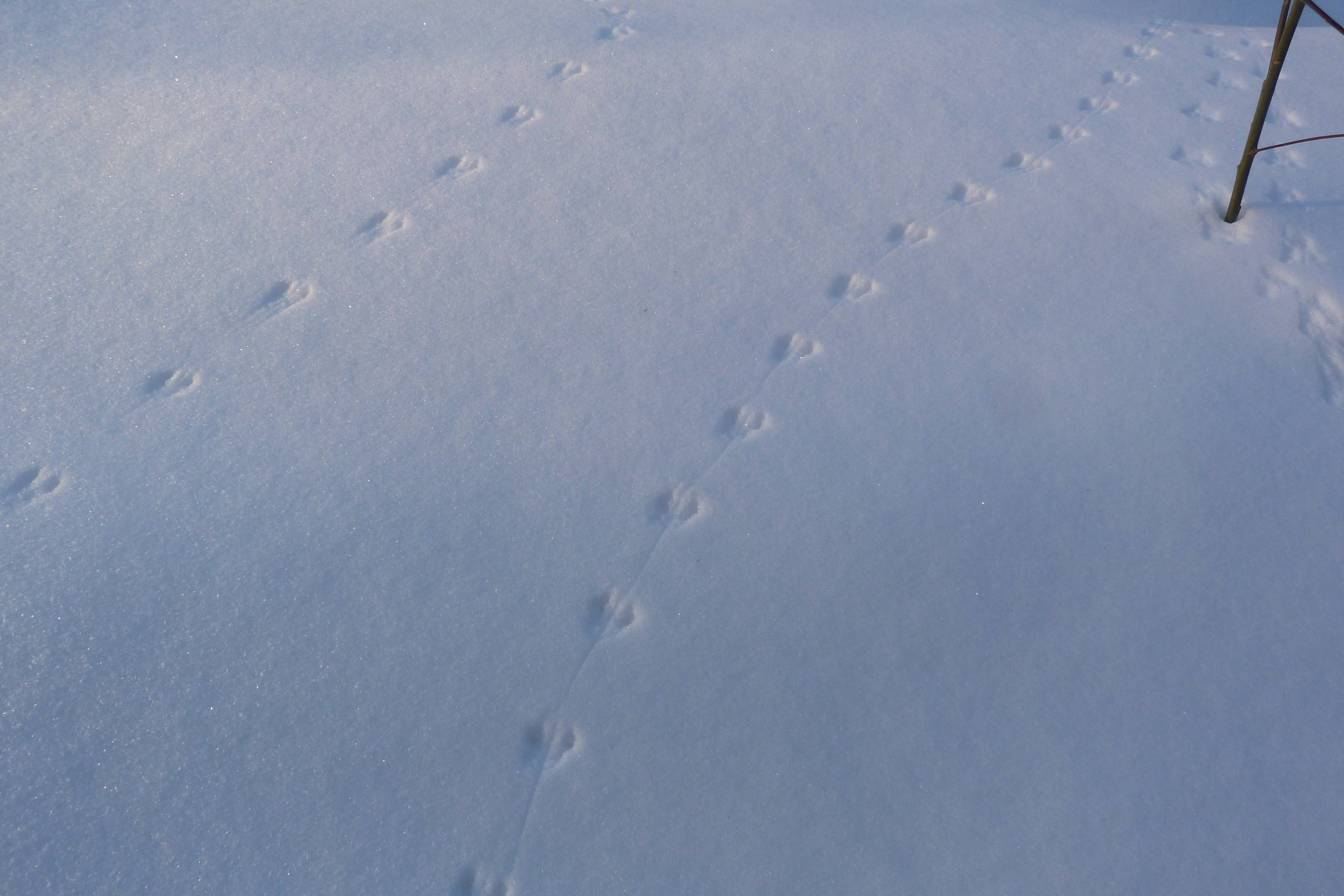 Следы мышей на снегу