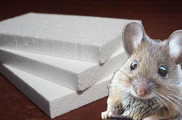 Едят ли мыши пенопласт: чем обработать от грызунов