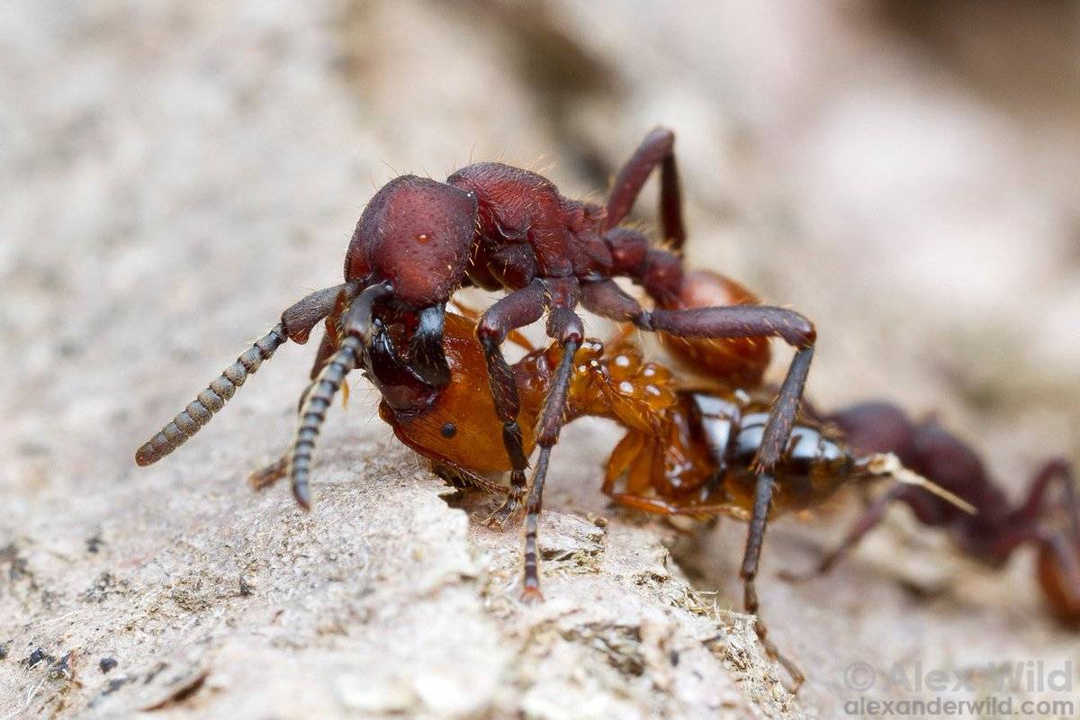 Как муравьи превращают другие виды в своих рабов? - hi-news.ru