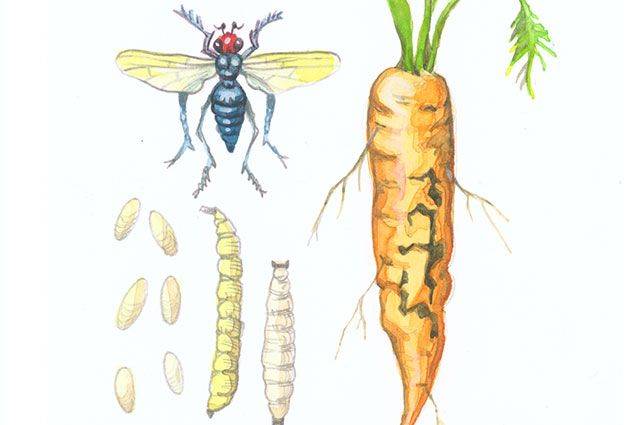 Как бороться с мошкой на моркови