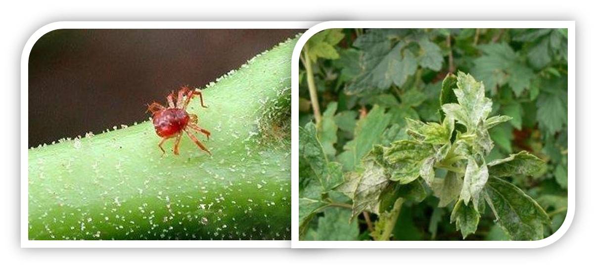 Клещ паутинный на смородине: как бороться весной и во время созревания ягод, опасны ли почковые клещи и есть ли меры защиты от них