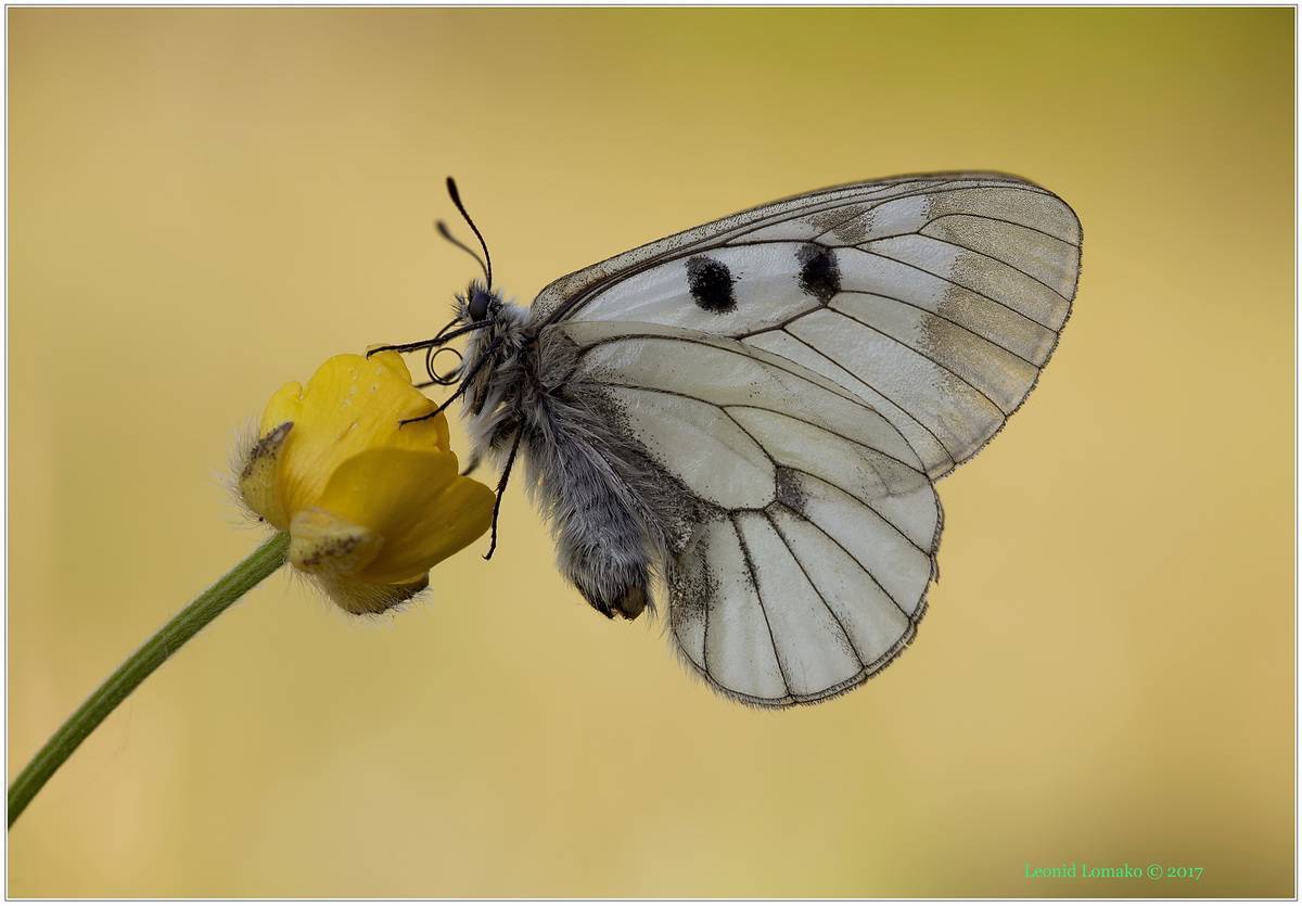 Бабочка мнемозина – фото, описание и образ жизни