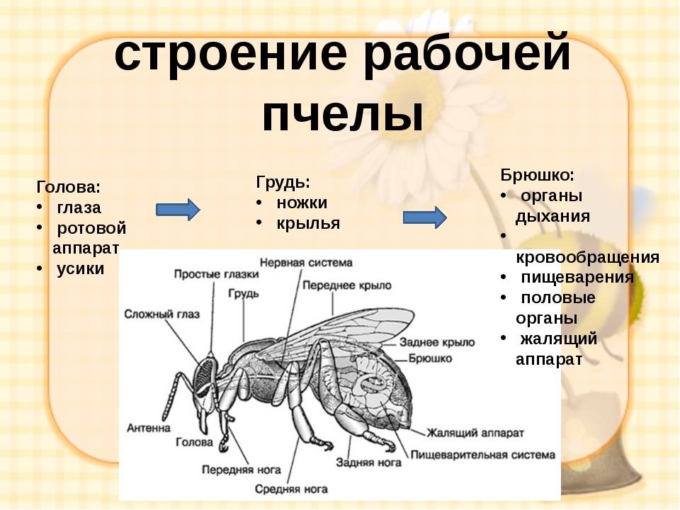 Комнатная муха (musca domestica): строение пищеварительной и репродуктивной системы насекомого