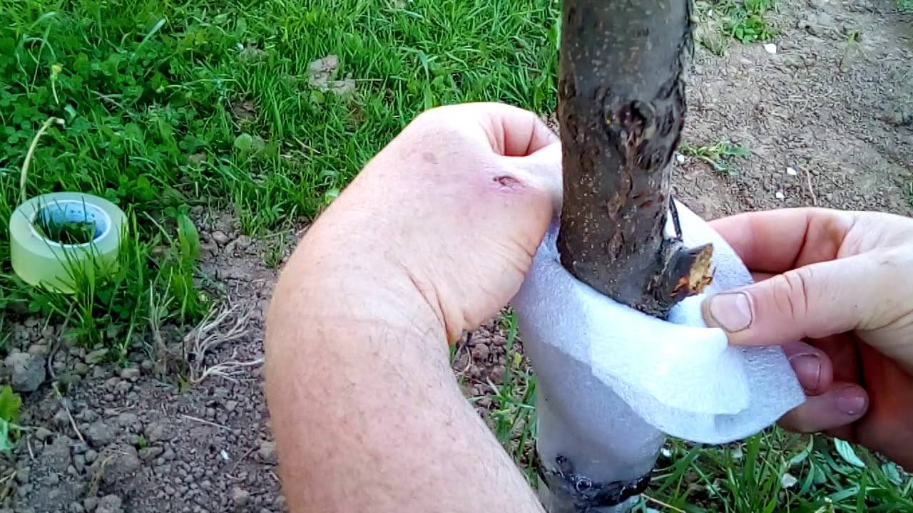 Муравьи на яблоне: как бороться с вредителем, видео и фото