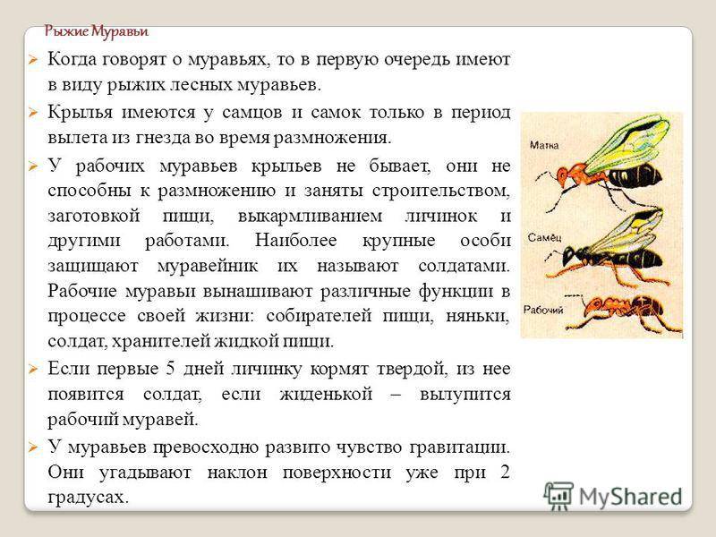 Какой тип развития характерен для муравья. Муравьи 7 класс биология. Рыжий муравей Тип развития. Число крыльев у муравьев. Строение крыльев муравьев.