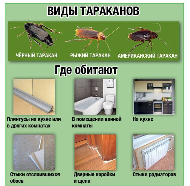 К чему появляются тараканы в квартире или доме: приметы для женщин и мужчин