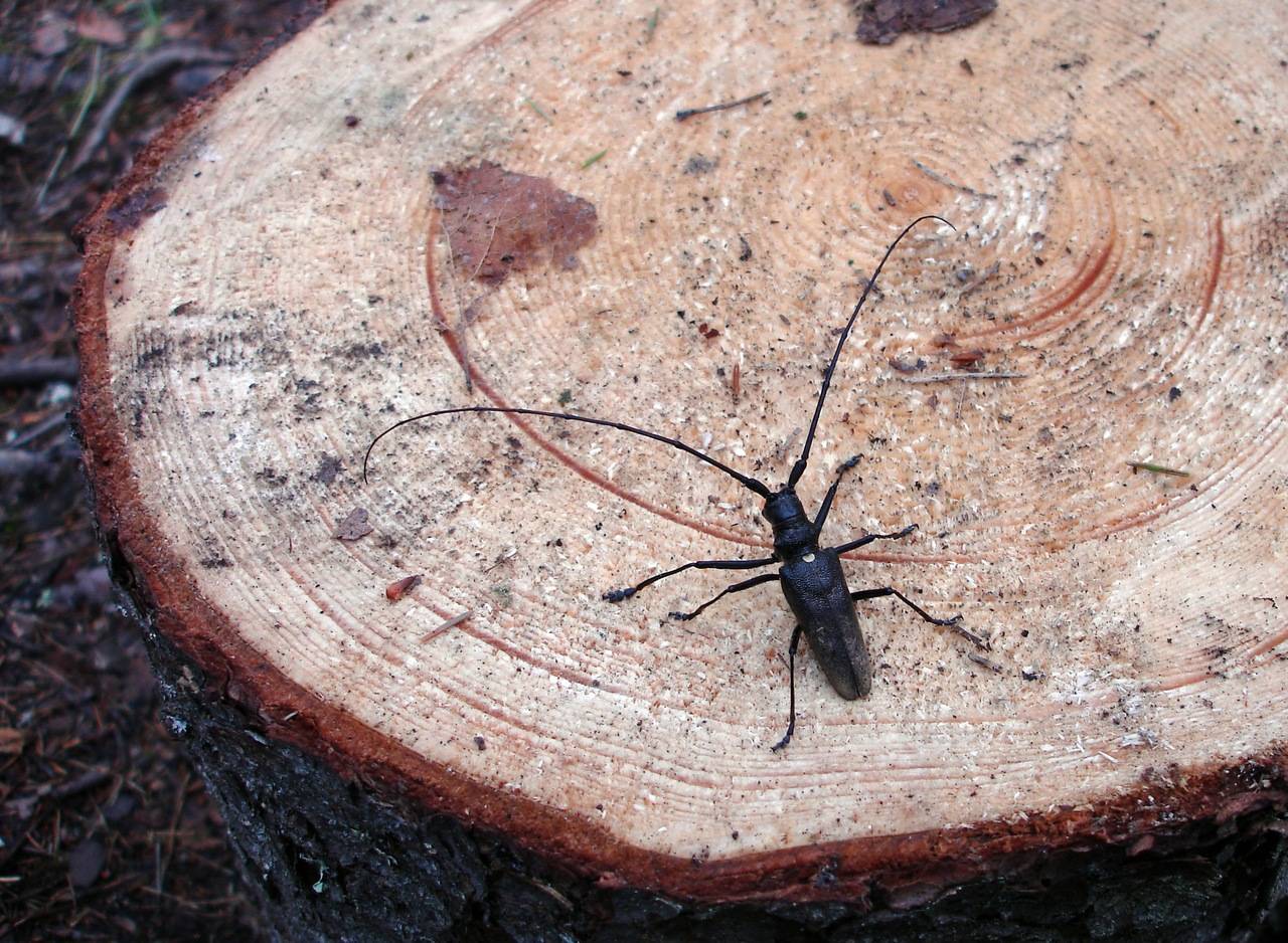 Откуда берутся в квартире и доме древесные жуки и как от них избавиться?