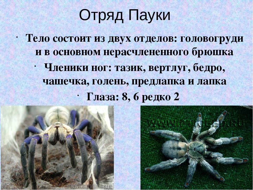 Самые интересные факты о пауках