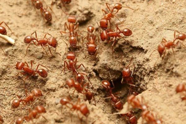 К чему снятся муравьи в большом количестве?