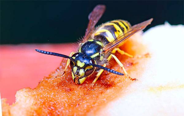 Укус осы и его последствия для человека, возможные осложнения