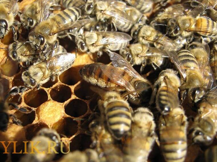 Среднерусская пчела: как появилась и в чем её преимущество