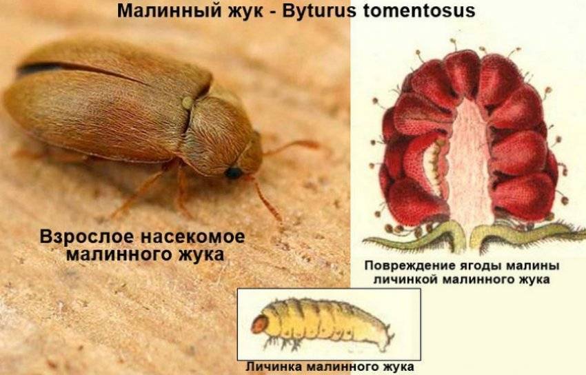 Майский жук - стадии развития, чем питается и как избавиться от личинок