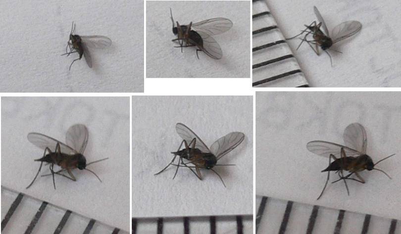 Как появляются мухи в закрытом помещении