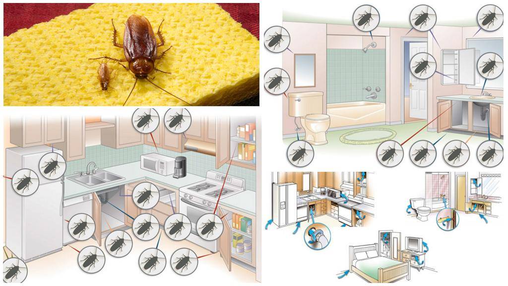 Что делать, если в квартире завелись тараканы