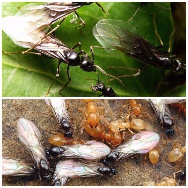 В доме появились муравьи с крыльями. как с ними бороться? :: syl.ru