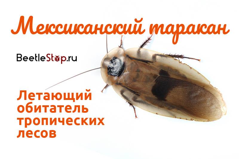 Самые большие тараканы в мире: топ-10 гигантов с фотографиями