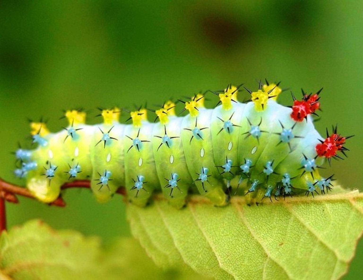 Самые красивые гусеницы в мире фото