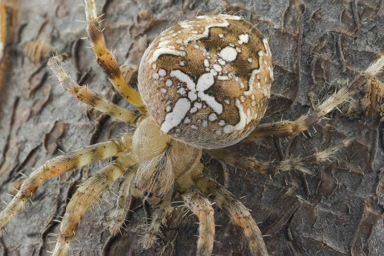 Интересные факты о пауке-крестовике, его строении, внешний вид и уровень ядовитости укуса