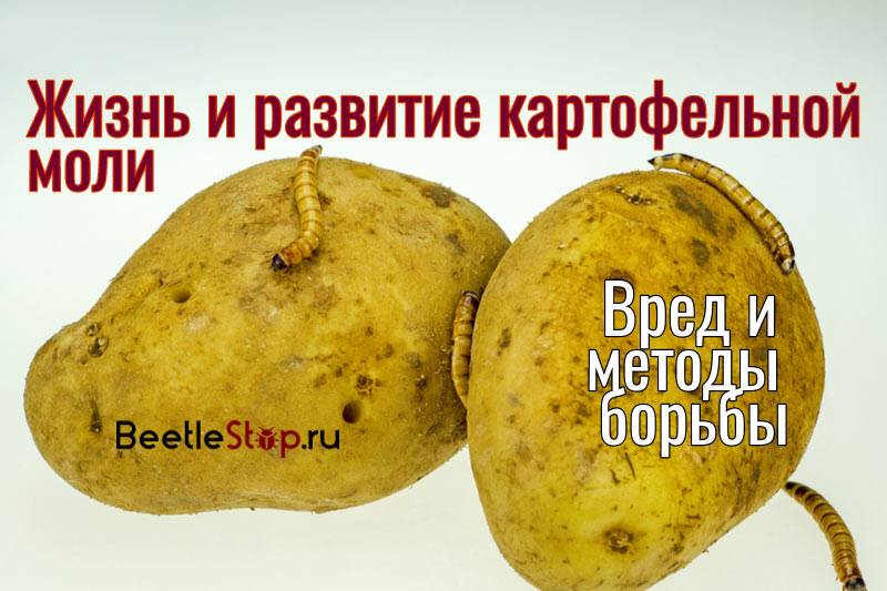 Картофельная моль: эффективные меры борьбы при хранении